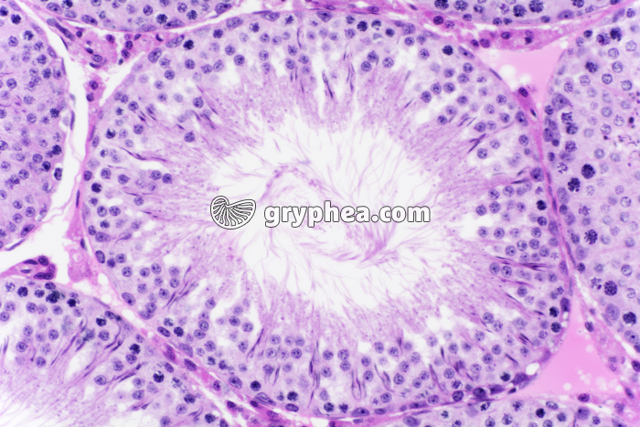 Testicule de Cobaye x100 - gryphea.com